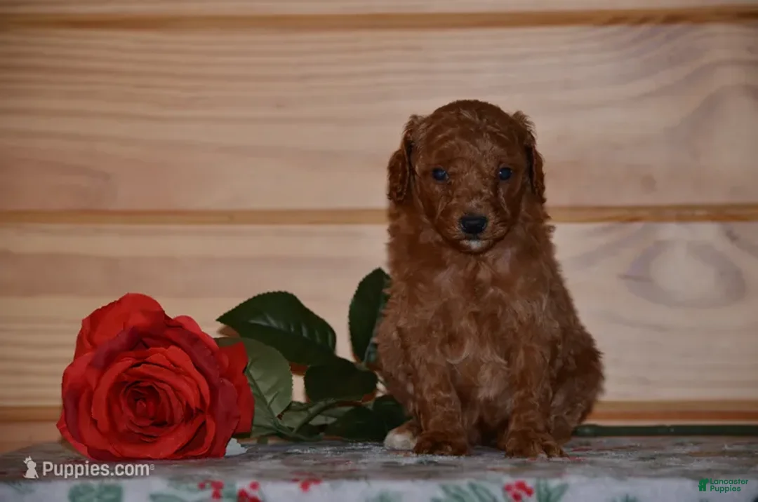 Miniature Poodle dogs for sale: Sofie - Ad 1