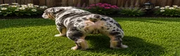 English Bulldog dogs for sale: English Bulldog 1 - Ad 4