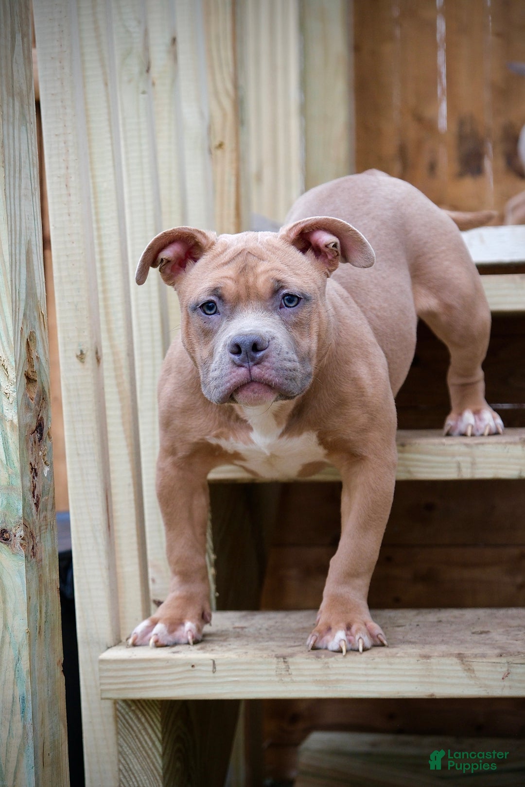 American Bully dogs for sale: lilith - Ad 2
