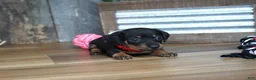 Miniature Dachshund dogs for sale: Belle - Ad 4