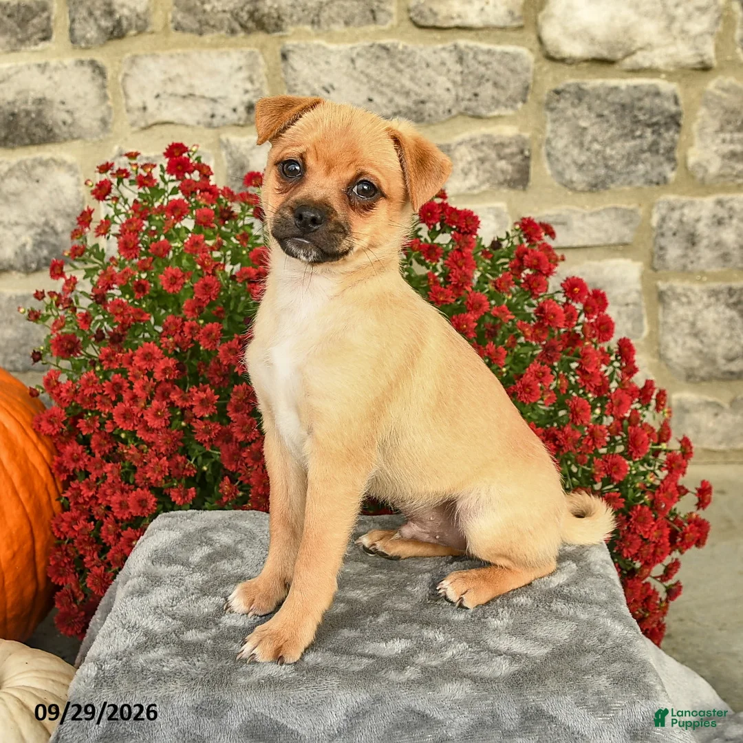 Mixed Breed dogs for sale: Troy - Ad 1