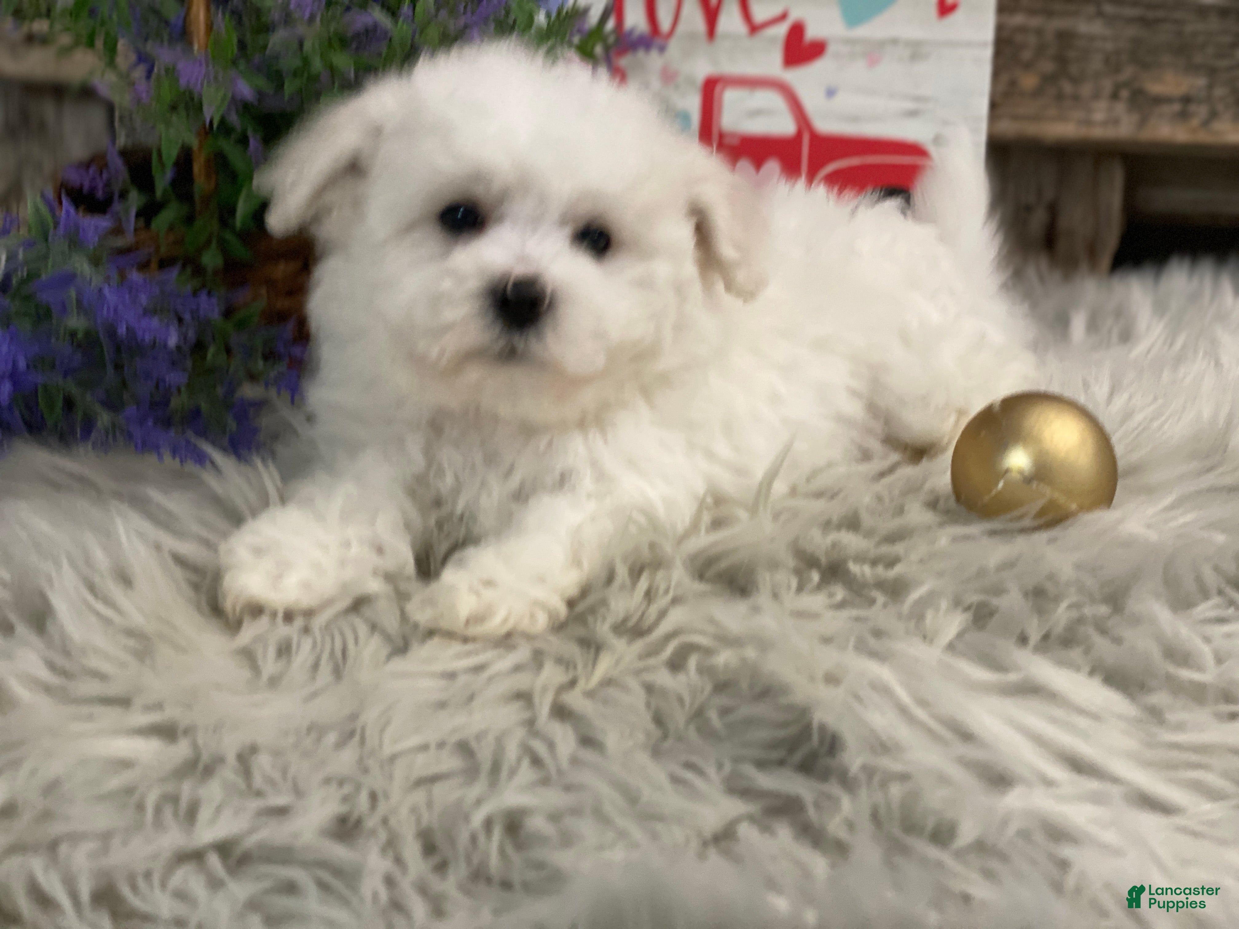 Bichon Frise dogs Estevan - Ad 2
