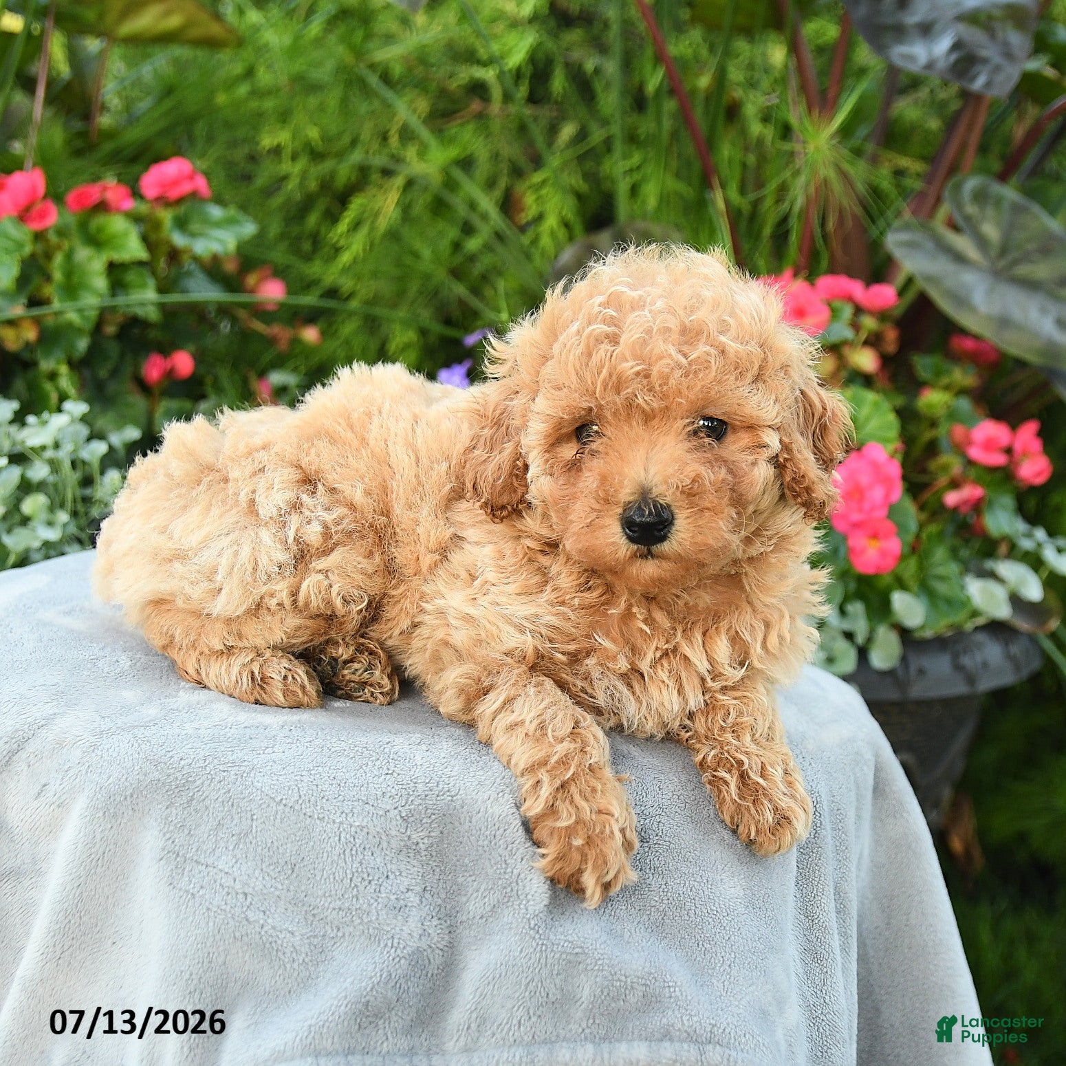 Toy Poodle dogs Palina - Ad 1