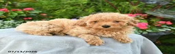 Toy Poodle dogs for sale: Palina - Ad 1