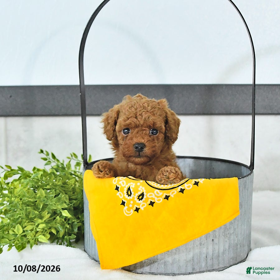 Toy Poodle dogs Cody - Ad 2