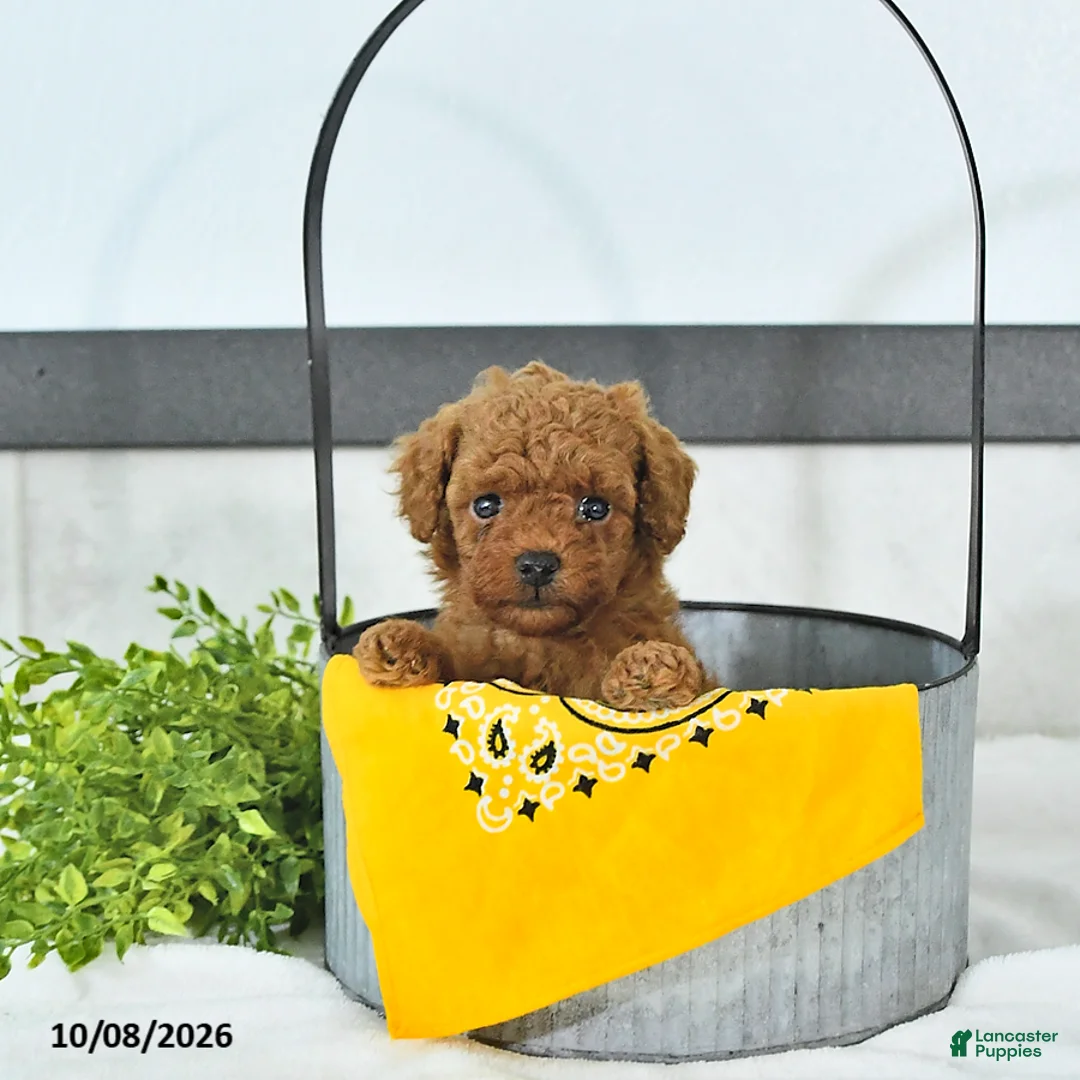 Toy Poodle dogs for sale: Cody - Ad 2