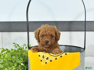 Toy Poodle dogs Cody - Ad 2