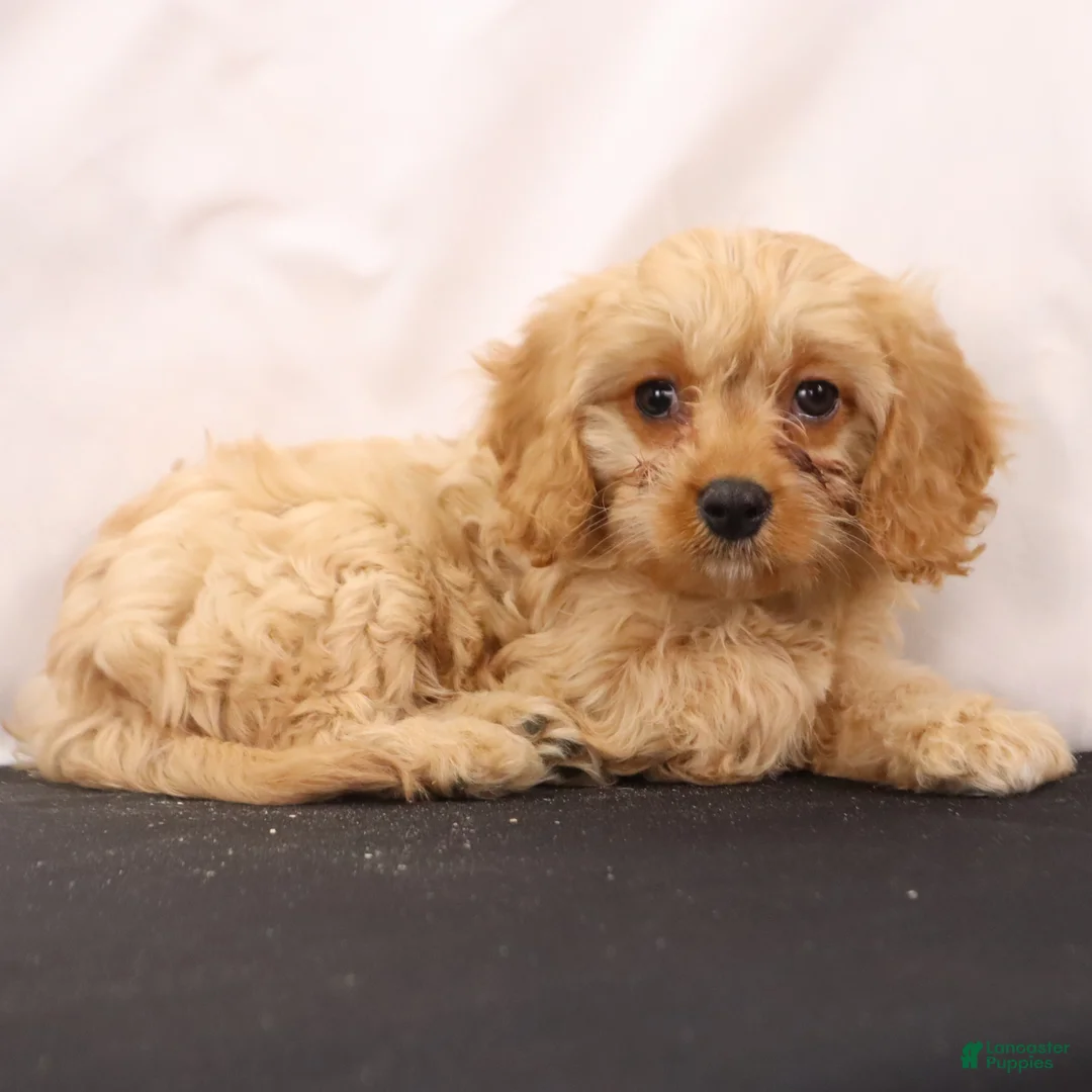 Cavapoo dogs for sale: Chief - Ad 1