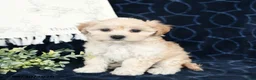 Maltipoo dogs for sale: Bethany - Ad 3