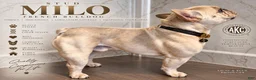 French Bulldog dogs for sale: Turquoise - Male - Tricolor French Bulldog - Ad 3