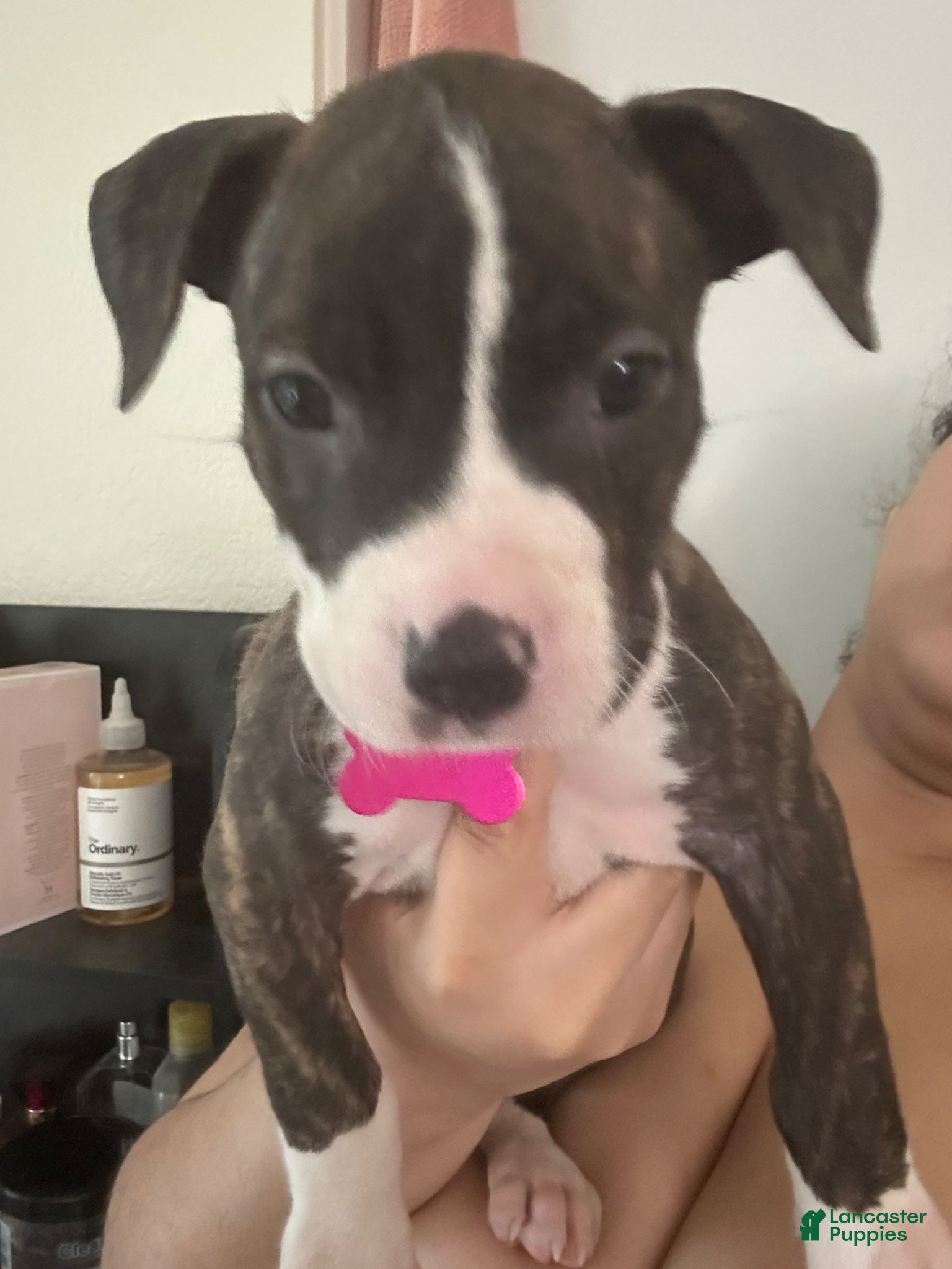 Mixed Breed dogs Mixed Breed Puppy 4 - Ad 26