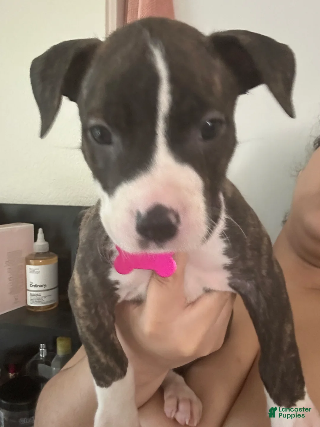 Mixed Breed dogs for sale: Mixed Breed Puppy 4 - Ad 1