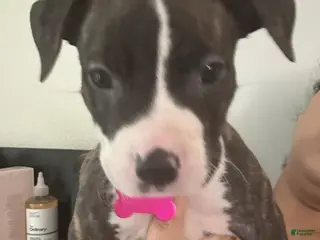 Mixed Breed dogs Mixed Breed Puppy 4 - Ad 26