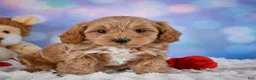 Cavapoo dogs for sale: Tyson - Ad 3