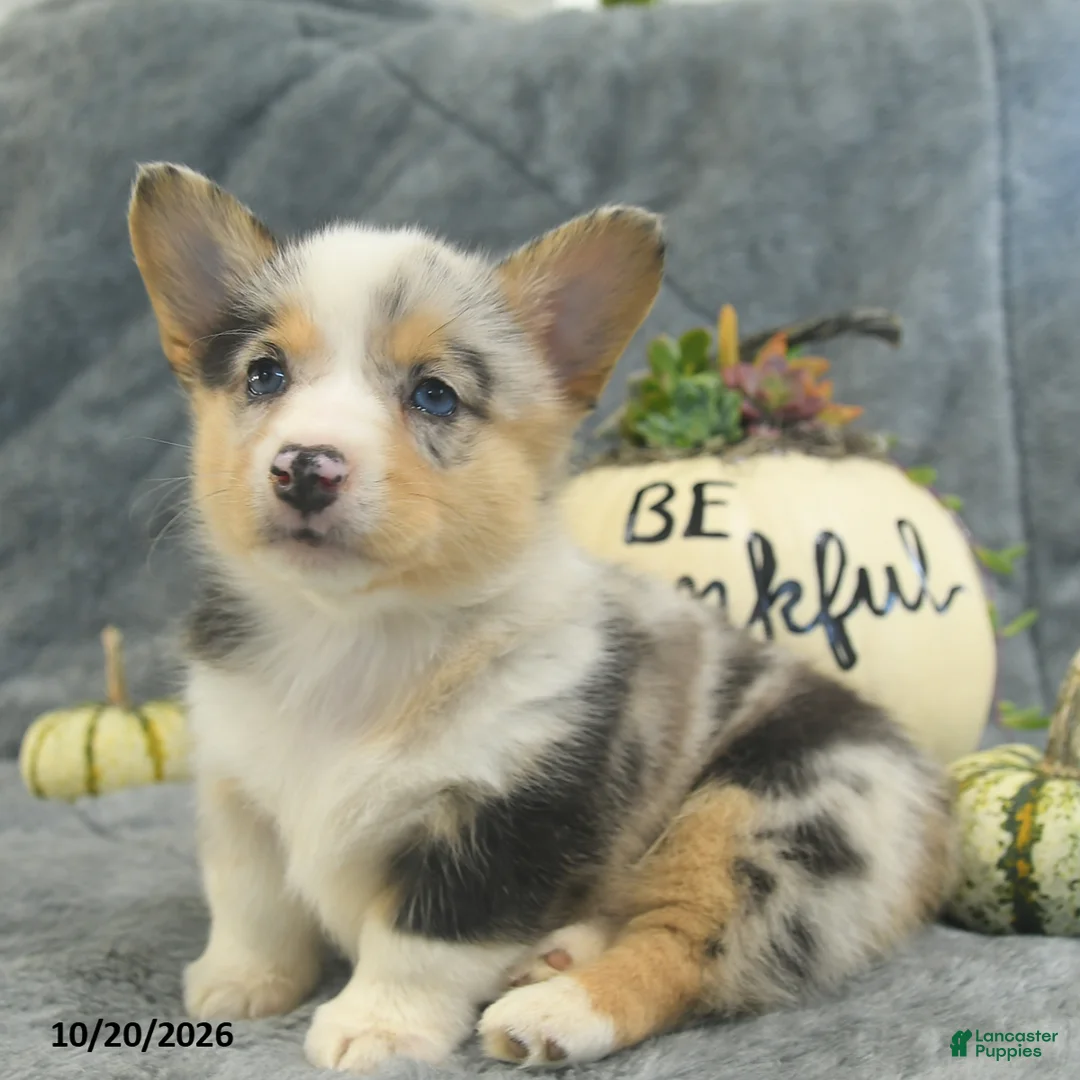 Welsh Corgi Pembroke dogs for sale: M n M - Ad 5