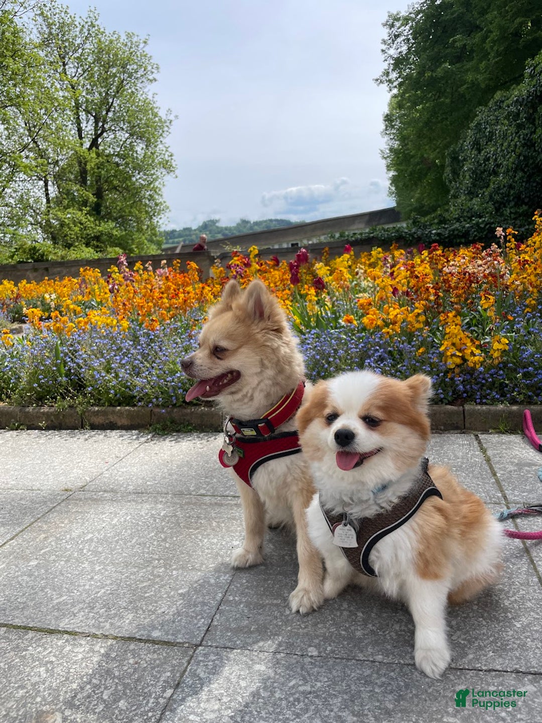 Gallery Image {{count}}