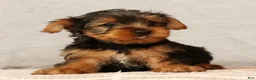 Yorkshire Terrier dogs for sale: Hank - Ad 1