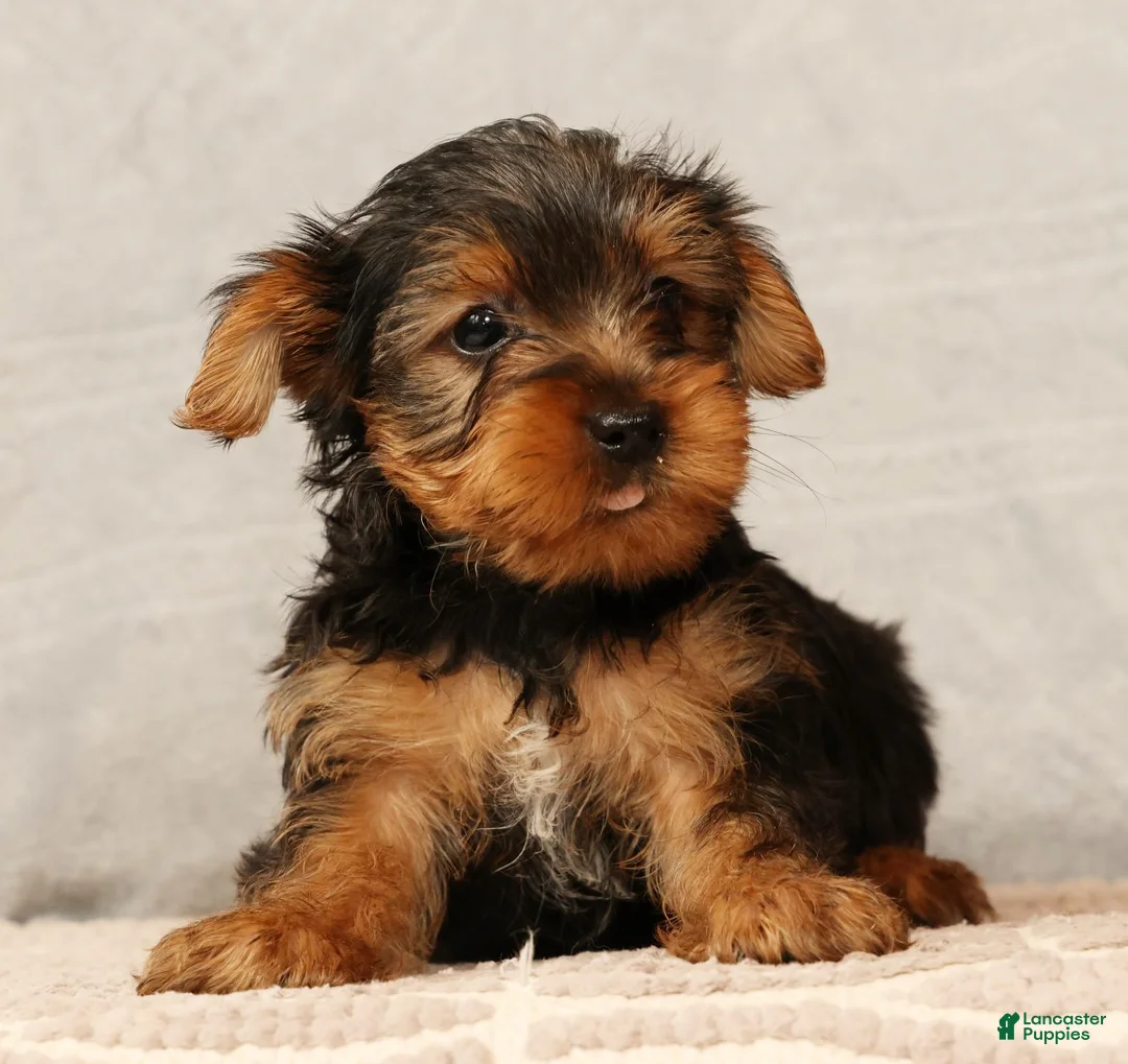 Yorkshire Terrier dogs for sale: Hank - Ad 1