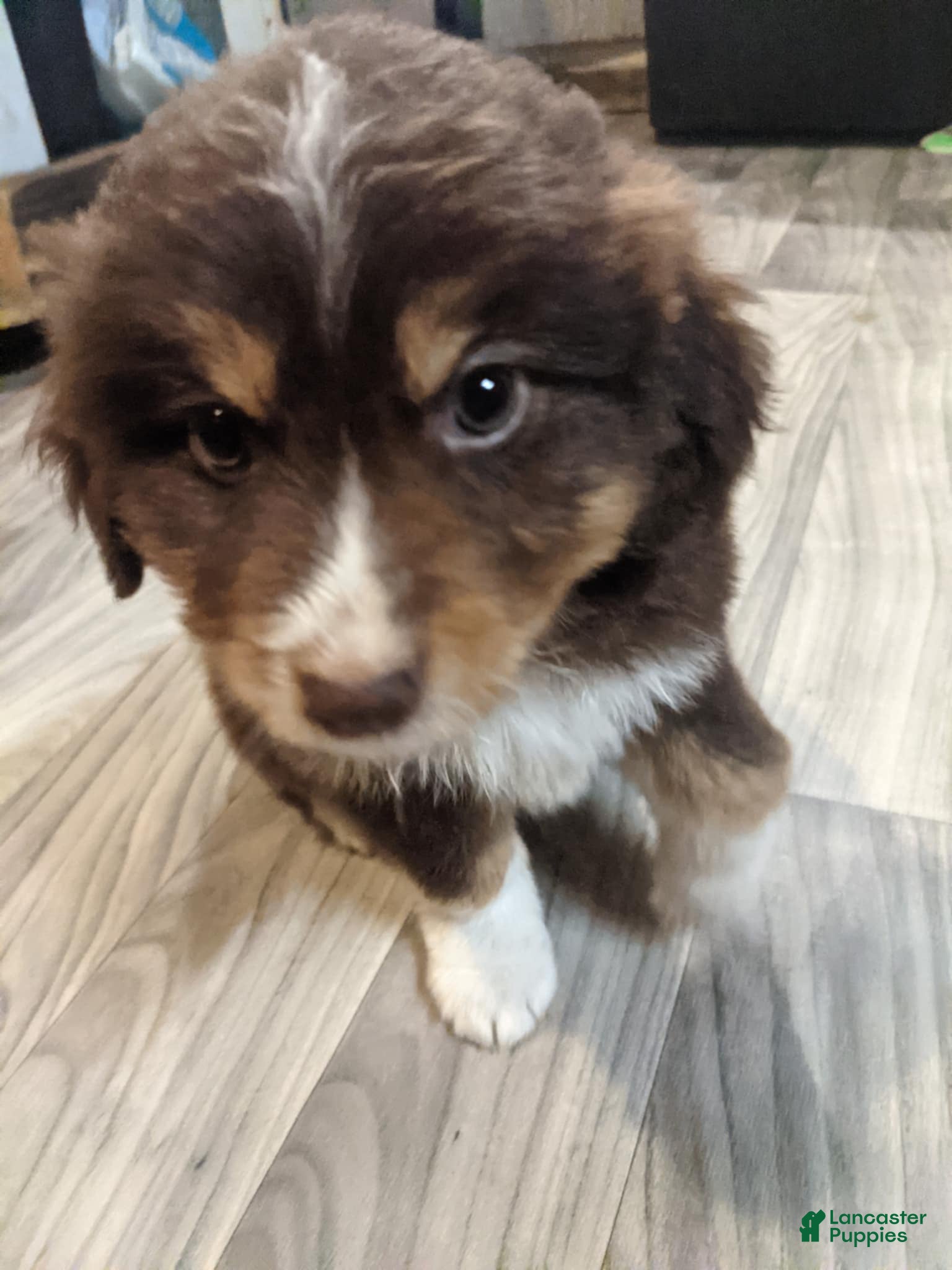 Mixed Breed dogs Mixed Breed Puppy 4 - Ad 27