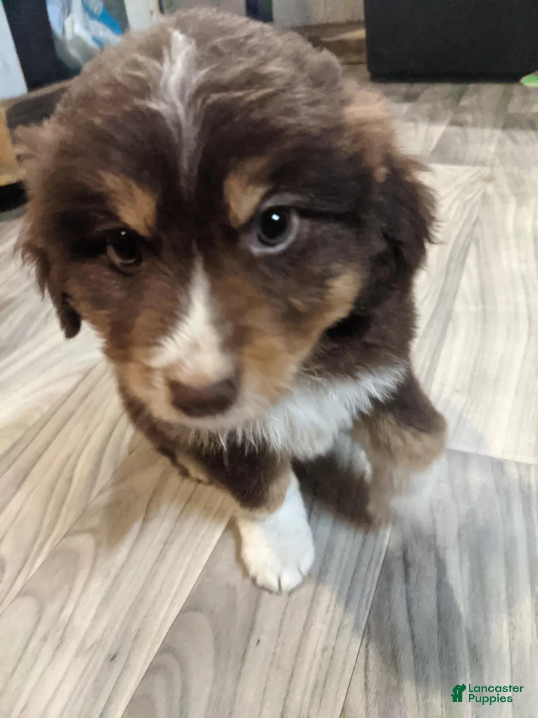 Mixed Breed dogs for sale: Mixed Breed Puppy 4 - Ad 1