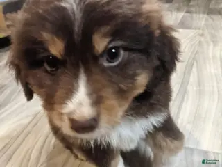 Mixed Breed dogs for sale: Mixed Breed Puppy 4 - Ad 3