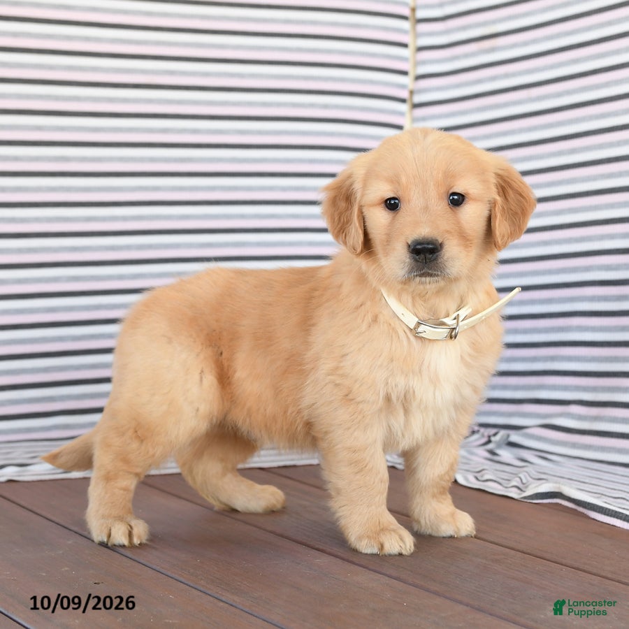 Buddy (Golden Retriever, Male) in Peach Bottom, PA