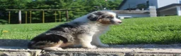 Australian Shepherd dogs for sale: Australian Shepherd Puppy 5 - Ad 5