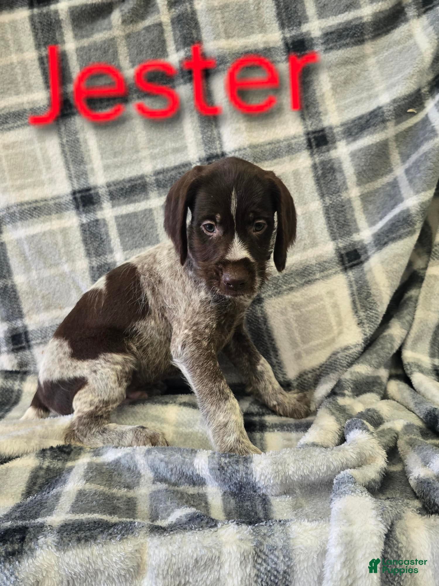 Mixed Breed dogs JESTER - Ad 13