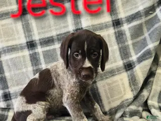 Mixed Breed dogs JESTER - Ad 13