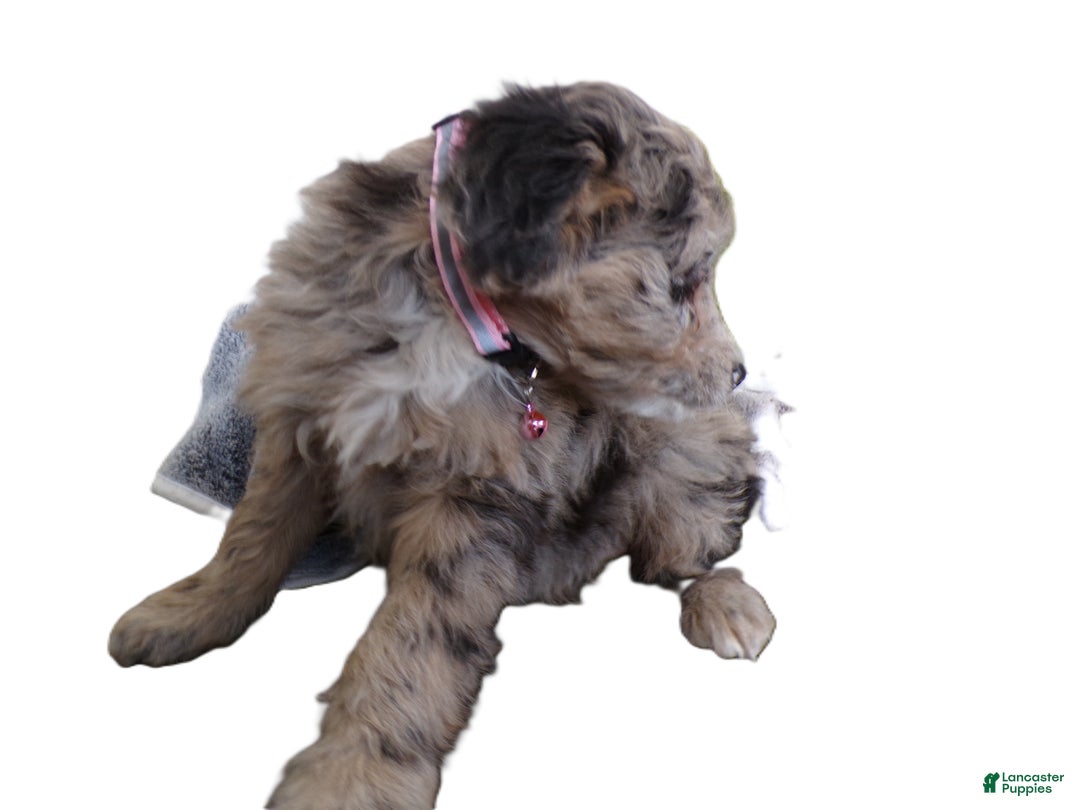 Mini Aussiedoodle dogs for sale: Mini Aussie-doodle Puppy 4 Starlight - Ad 3