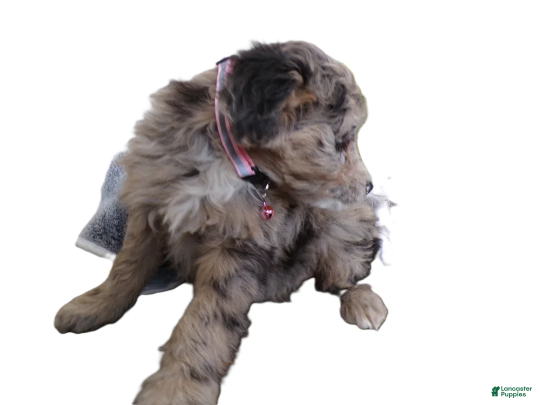 Mini Aussiedoodle dogs for sale: Mini Aussie-doodle Puppy 4 Starlight - Ad 3