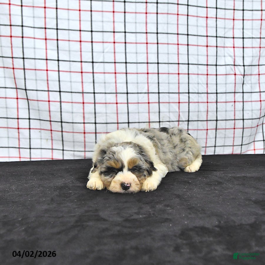 Mini Aussiedoodle dogs Watson - Ad 2