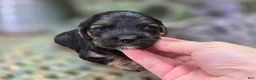 Cockapoo dogs for sale: Batty - Ad 29