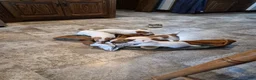 Jack Russell Terrier dogs for sale: Jack Russell Terrier Puppy 2 - Ad 1