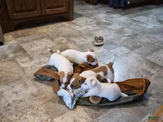 Jack Russell Terrier dogs for sale: Jack Russell Terrier Puppy 2 - Ad 4