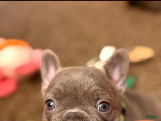 French Bulldog dogs Kacey - Ad 12