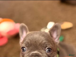 French Bulldog dogs Kacey - Ad 26