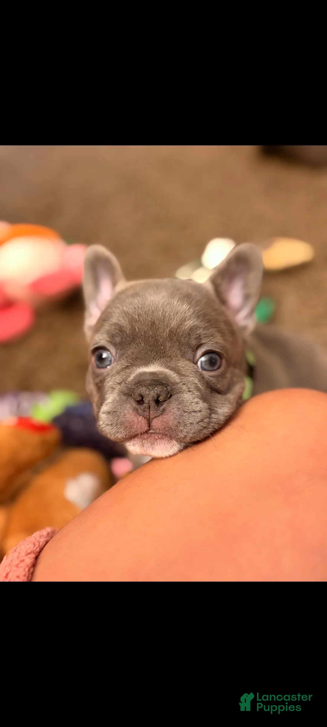 French Bulldog dogs for sale: Kacey - Ad 1