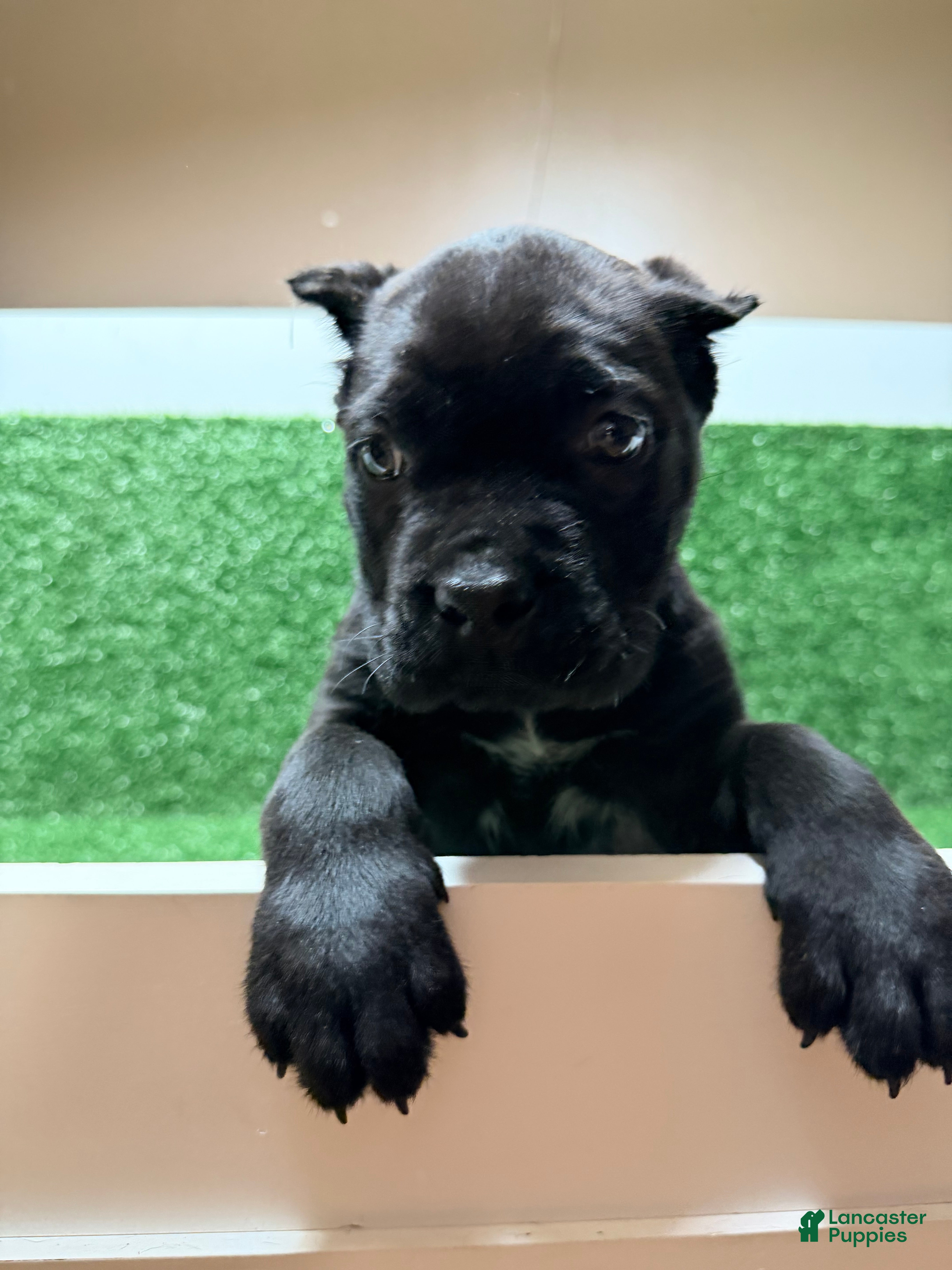 Cane Corso dogs Purple - Ad 1