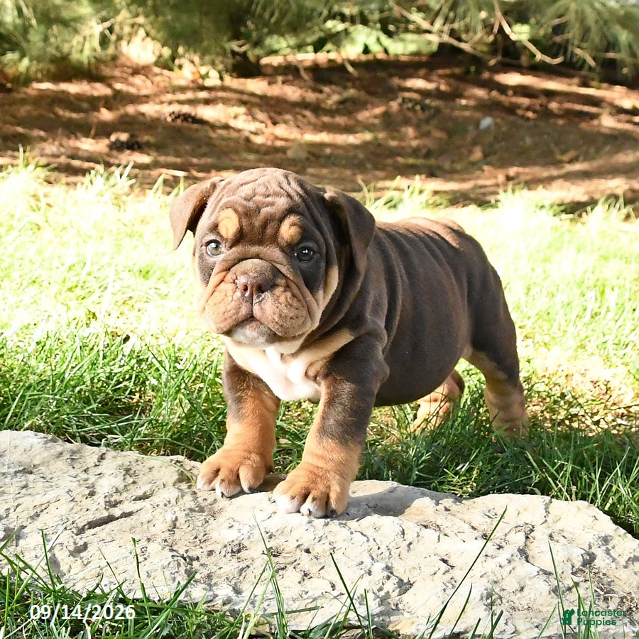 English Bulldog dogs Dallas - Ad 2