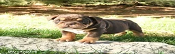 English Bulldog dogs for sale: Dallas - Ad 2