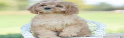Cavapoo dogs for sale: Doodle - Ad 6