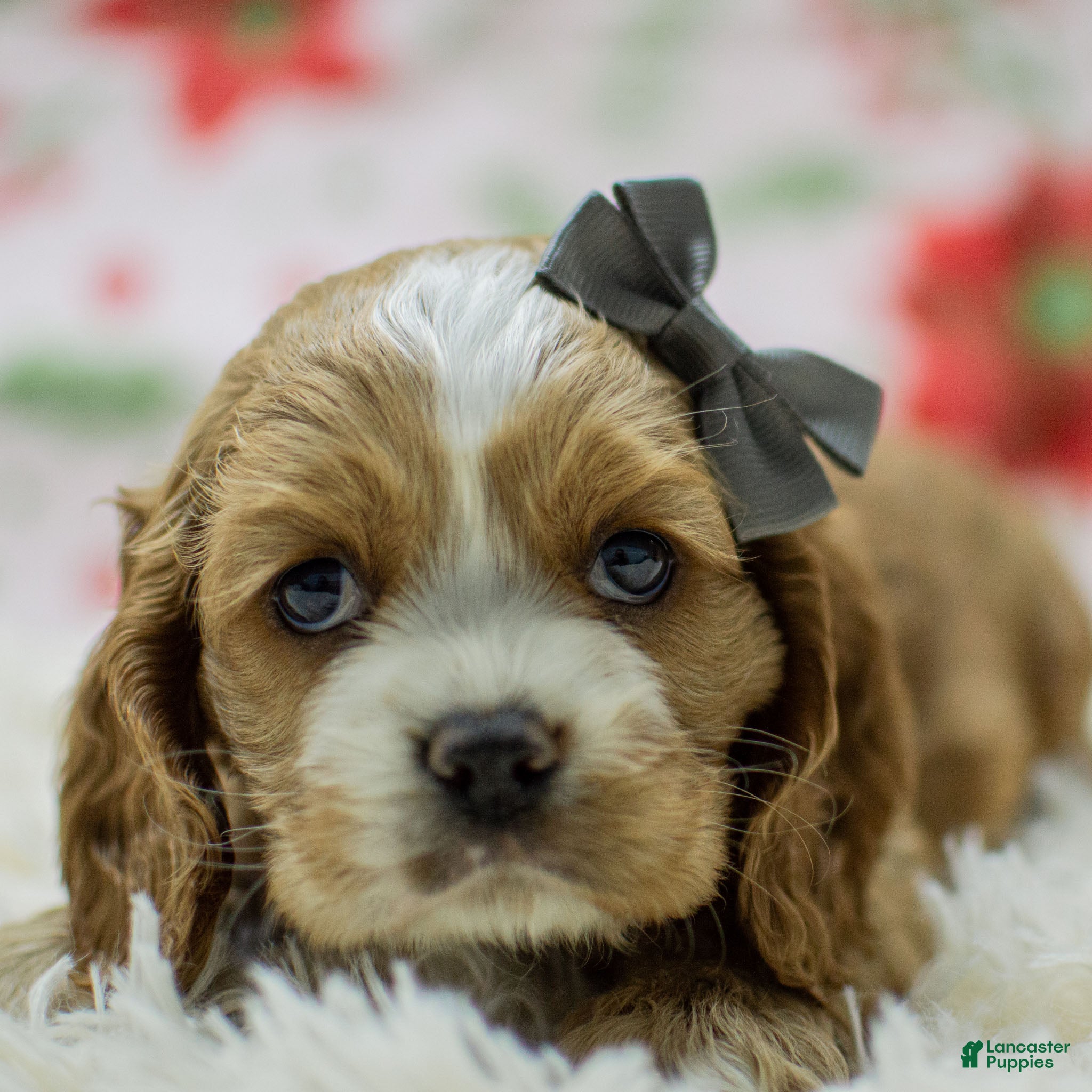 Cocker Spaniel dogs Nicki - Ad 33