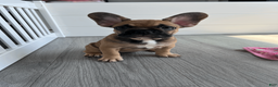French Bulldog dogs for sale: COCOA - Ad 4