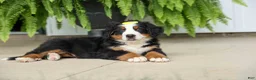 Bernese Mountain Dog dogs for sale: SAMSON - Ad 11