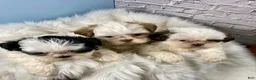 Shih Tzu dogs for sale: Shih Tzu Puppy 3 - Ad 3