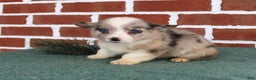 Welsh Corgi Pembroke dogs for sale: Jacob - Ad 4