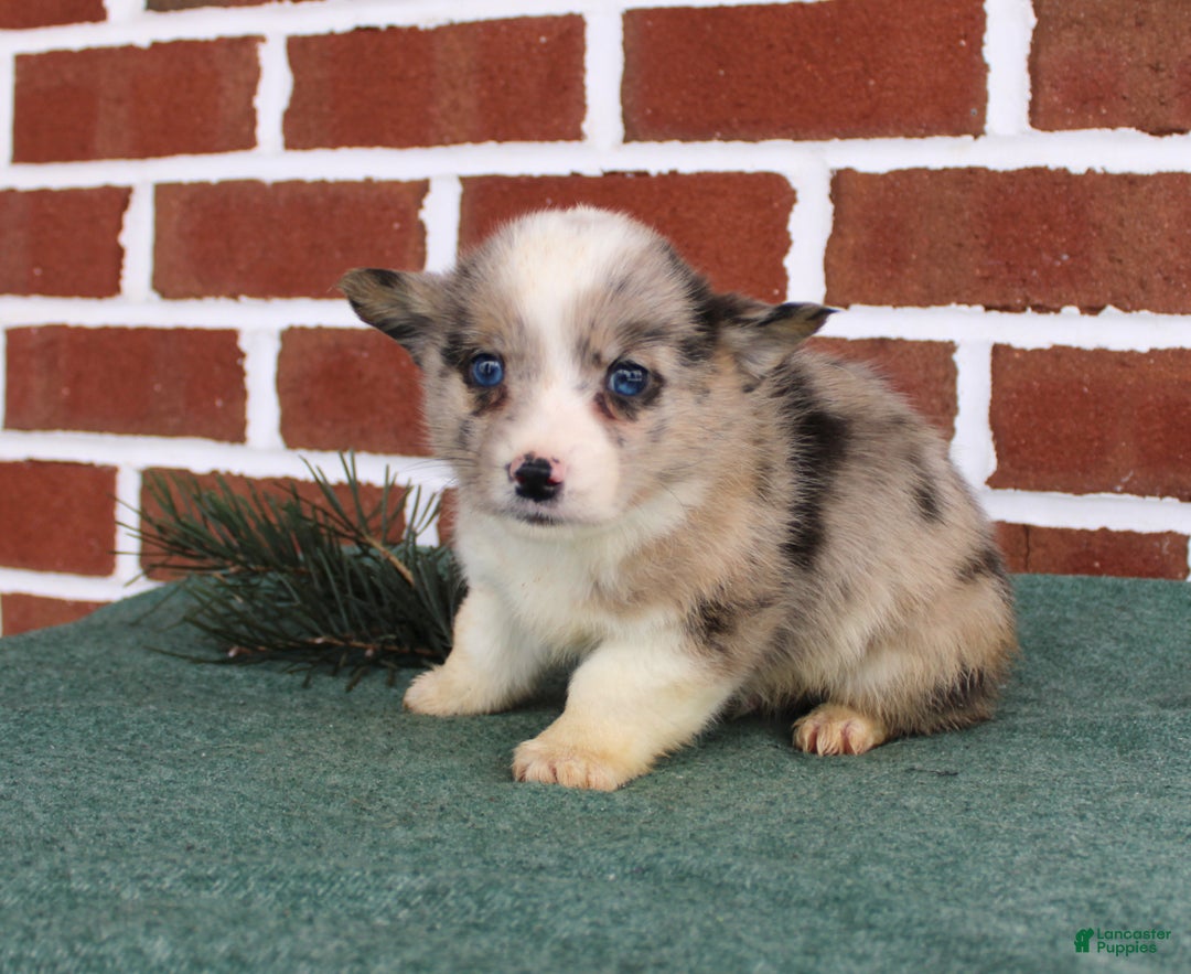 Welsh Corgi Pembroke dogs for sale: Jacob - Ad 4