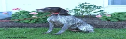 German Shorthaired Pointer dogs for sale: Magnum - Ad 3