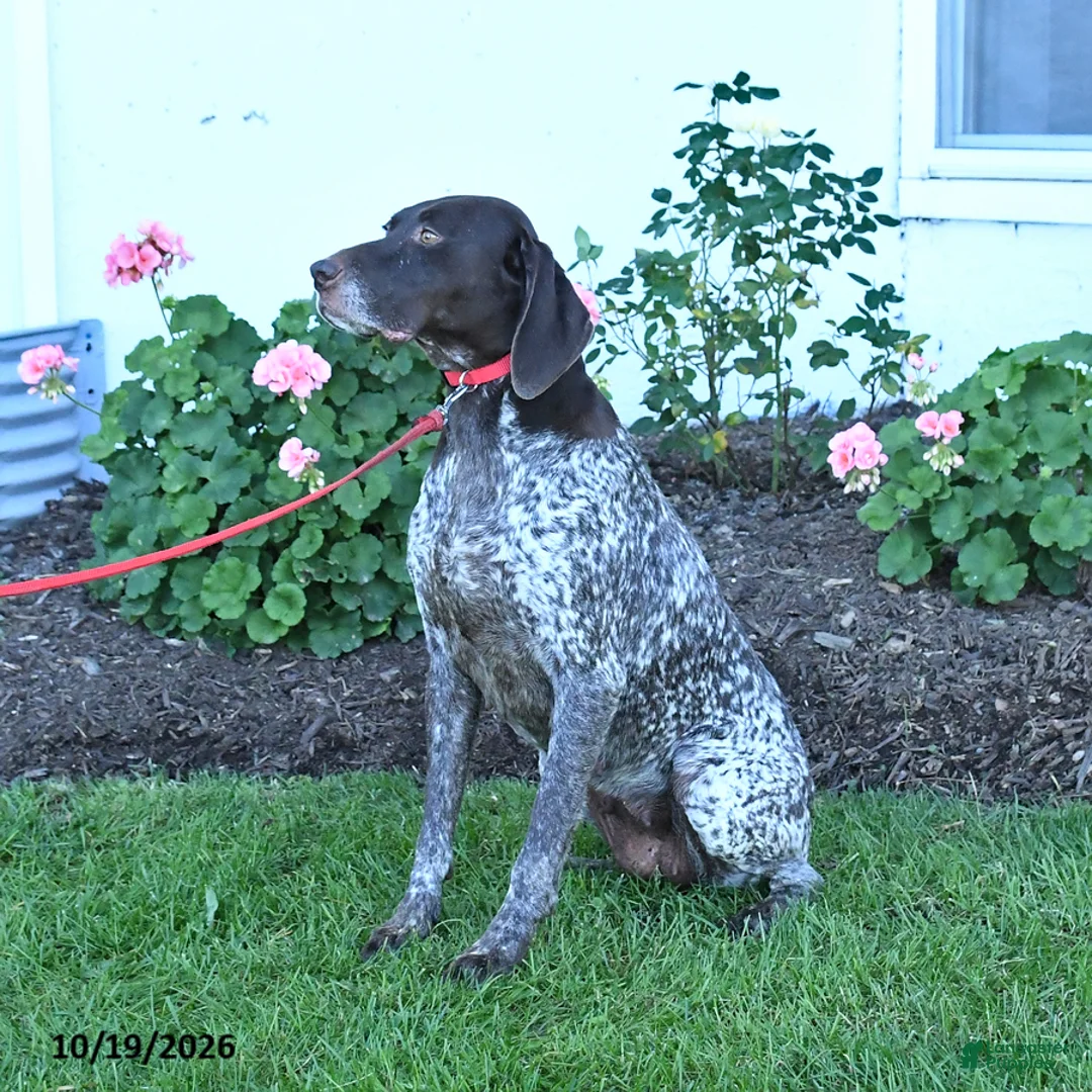 German Shorthaired Pointer dogs for sale: Magnum - Ad 3